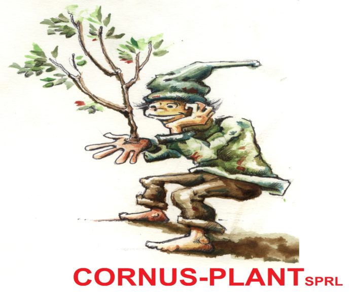 cornus plant pépinière